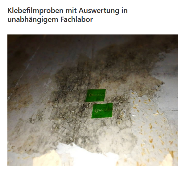 Schimmelpilzsanierung in 74392 Freudental